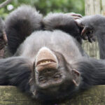 Fascinating Chimpanzee Marketing Secret